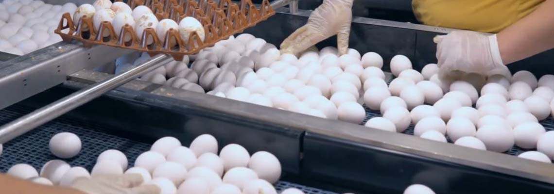 Informações gerais sobre ovoprodutos