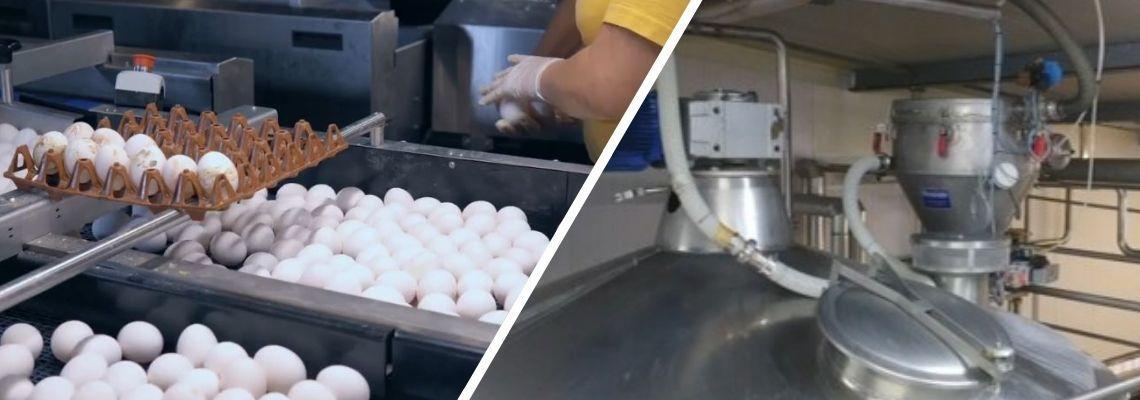 Linhas de processo de ovoprodutos