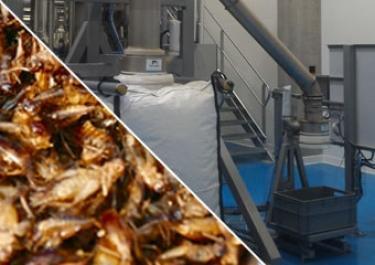 Embalagem de farinha de insetos