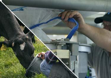 Uma pessoa usa um cano azul para interagir com uma máquina cinza enquanto segura uma vaca preta e branca.