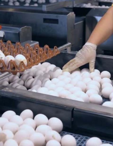 Coisas a saber sobre a indústria de ovos